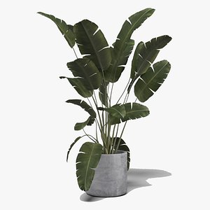 Plant Ravenala Strelitzia 3D model