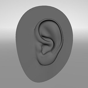 3d model of realistic human ear