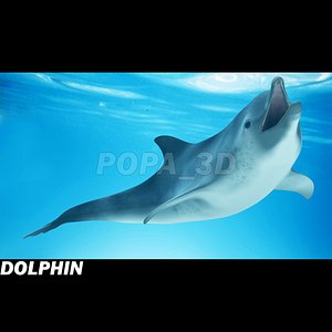 Dolphin