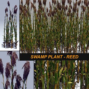 3D plant reed swamp model