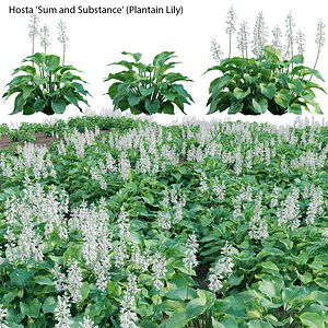 3D 3DTreeHostaV2MAX3SFSFHosta - Plantain Lily 02