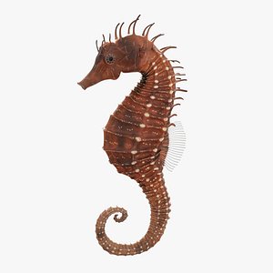 Seahorse