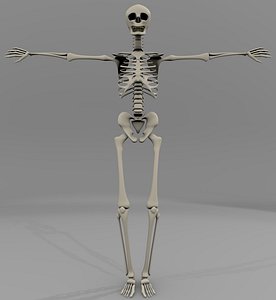 Skeleton