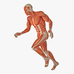 Running Man Muscles Anatomy System