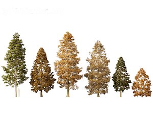 Metasequoia glyptostroboides - Dawn redwood 01
