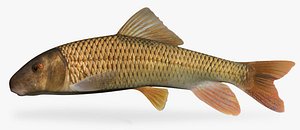 Moxostoma valenciennesi Greater Redhorse