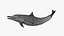 Spinner Dolphin 943