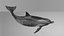 Spinner Dolphin 943