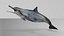 Spinner Dolphin 943