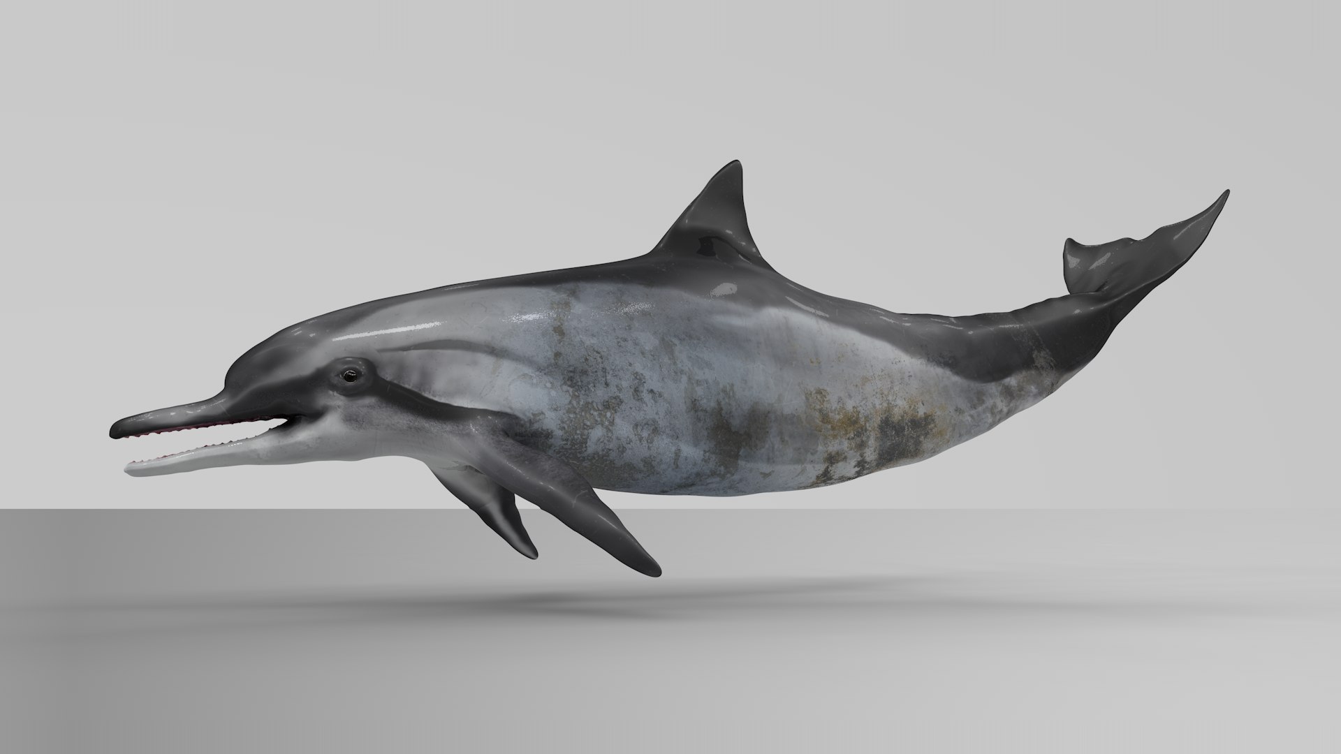 3D model dolphin rigged https://p.turbosquid.com/ts-thumb/qB/OoKL6G/DLeaNs3M/08/png/1600371307/1920x1080/fit_q87/62647fe86f1958a547a1992ba5c9ae76a2349568/08.jpg
