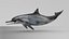 Spinner Dolphin 943