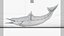 Spinner Dolphin 943