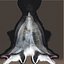 Spinner Dolphin 943