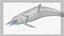 Spinner Dolphin 943