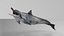 Spinner Dolphin 943