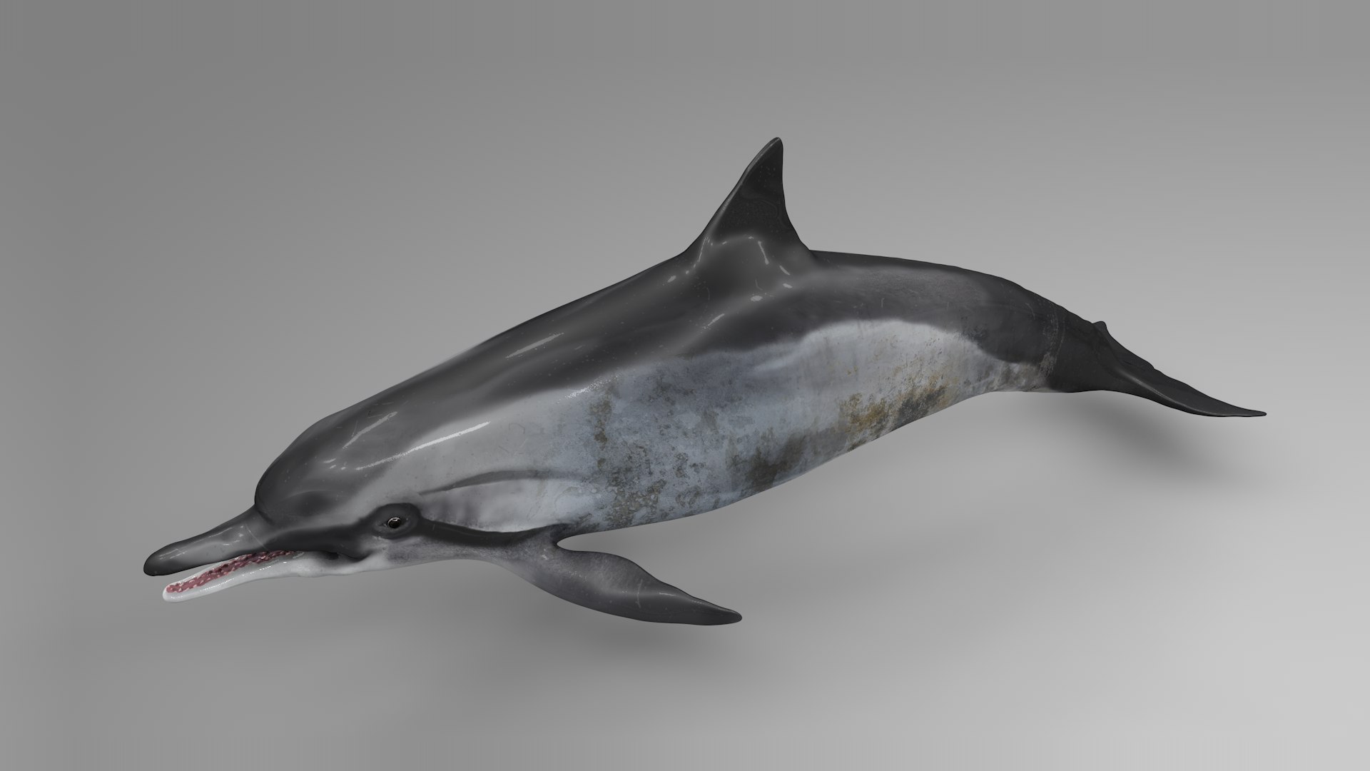 3D model dolphin rigged https://p.turbosquid.com/ts-thumb/qB/OoKL6G/QtAw2z0B/03/png/1600371290/1920x1080/fit_q87/9021ee5cb66ac69874c858d086573a59407dde0f/03.jpg