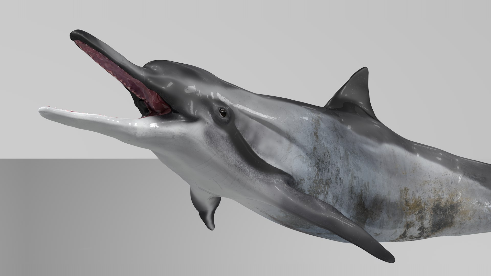 3D model dolphin rigged https://p.turbosquid.com/ts-thumb/qB/OoKL6G/gFKFcmlR/16/png/1600371313/1920x1080/fit_q87/d89c55ac40f7ad357c5fde43b76dd5f314dbc862/16.jpg