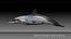 Spinner Dolphin 943