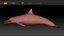 Spinner Dolphin 943