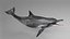 Spinner Dolphin 943