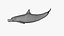 Spinner Dolphin 943