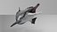 Spinner Dolphin 943
