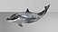 Spinner Dolphin 943