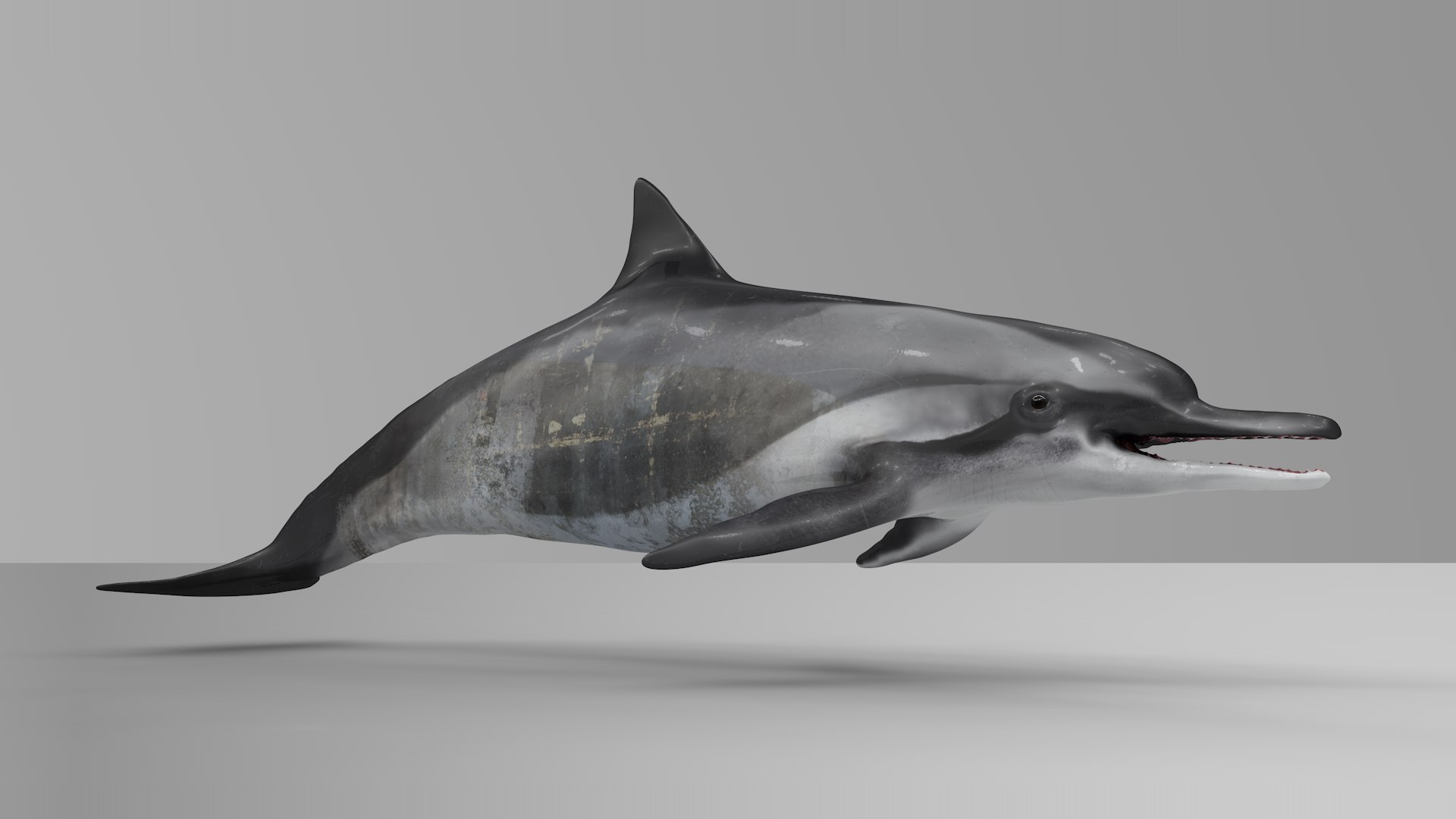 3D model dolphin rigged https://p.turbosquid.com/ts-thumb/qB/OoKL6G/ukQUy1FB/12/png/1600371303/1920x1080/fit_q87/97009c46bd4aa9806ba20497089e81a91204fd6c/12.jpg