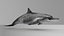 Spinner Dolphin 943