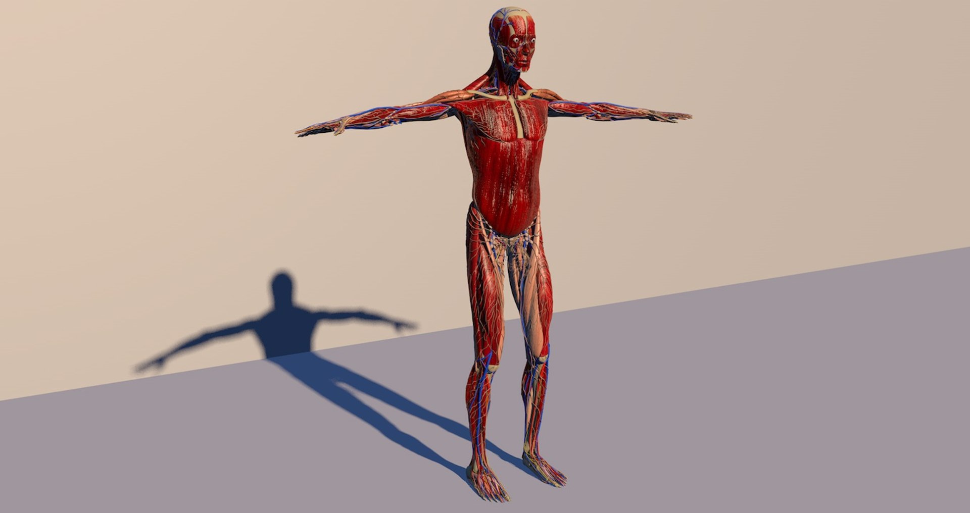 Human Anatomy C4d