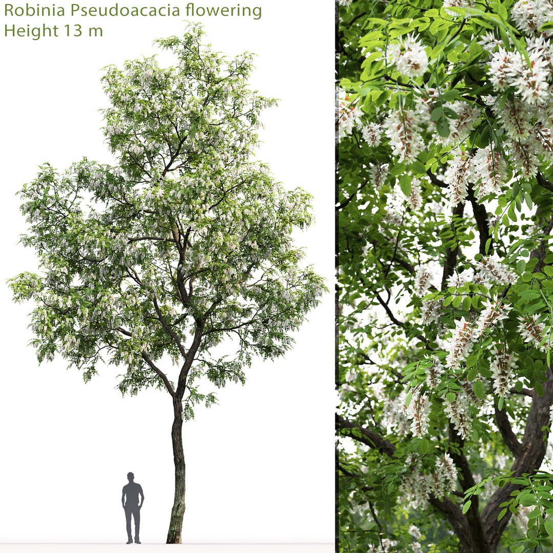acacia tree 3D model https://p.turbosquid.com/ts-thumb/qB/Pfrcng/MH/1/jpg/1614336865/1920x1080/fit_q87/d9f798f86da1525503ce8b9d2bf88aacfcb3863a/1.jpg