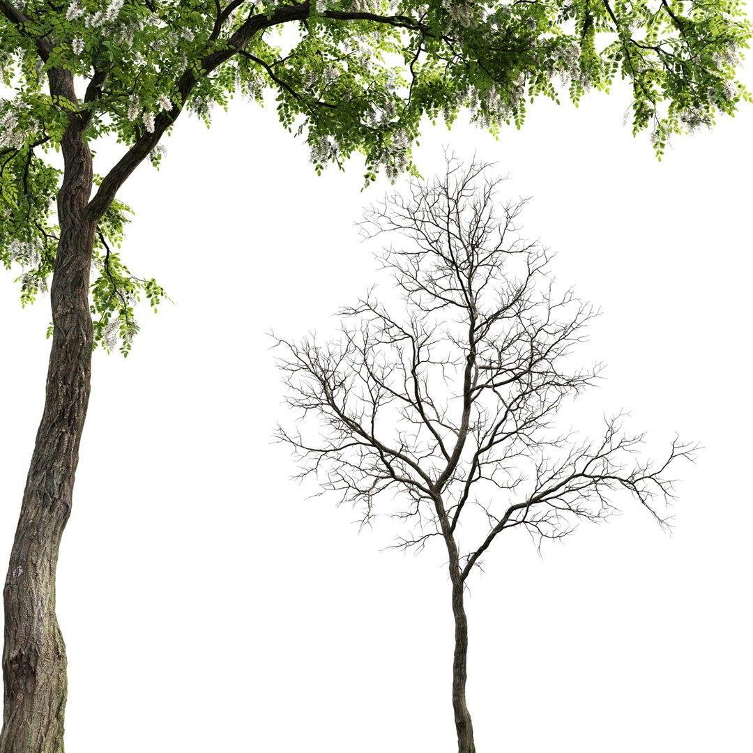 acacia tree 3D model https://p.turbosquid.com/ts-thumb/qB/Pfrcng/O9/3/jpg/1614336868/1920x1080/fit_q87/ff7f74231d3a2f8dd2cbe8aedb1e507f825b08a5/3.jpg