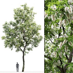 Robinia pseudoacacia 02