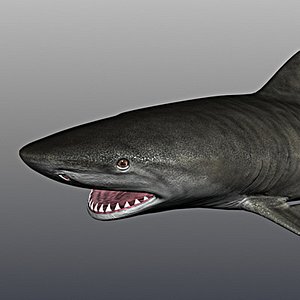 tiger shark 3ds