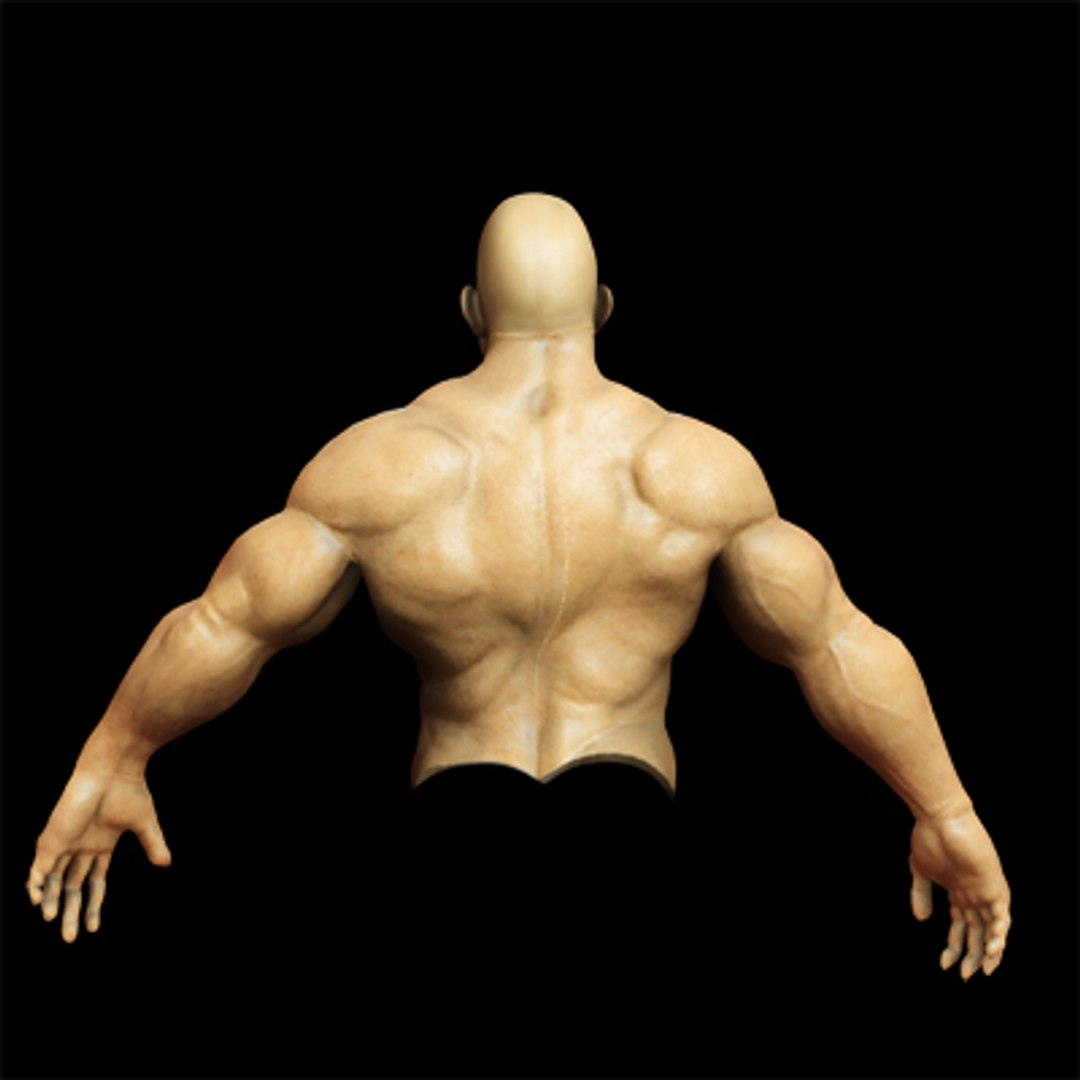 3d model jax male character upper https://p.turbosquid.com/ts-thumb/qB/eHFLt2/MpKFR770/body_back_scr/jpg/1235600969/1920x1080/fit_q87/5cb3a7ac66e0d189cf29bb411d60134b07920bc7/body_back_scr.jpg