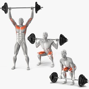 Male Muscular System Collection 3 3D model