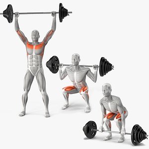 Male Muscular System Collection 3