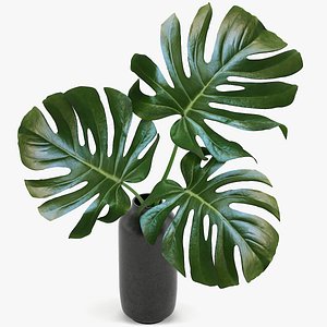 monstera leaves max