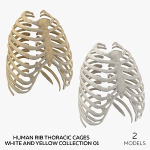 Human Rib Thoracic Cages White and Yellow Collection 01 - 2 models 3D model