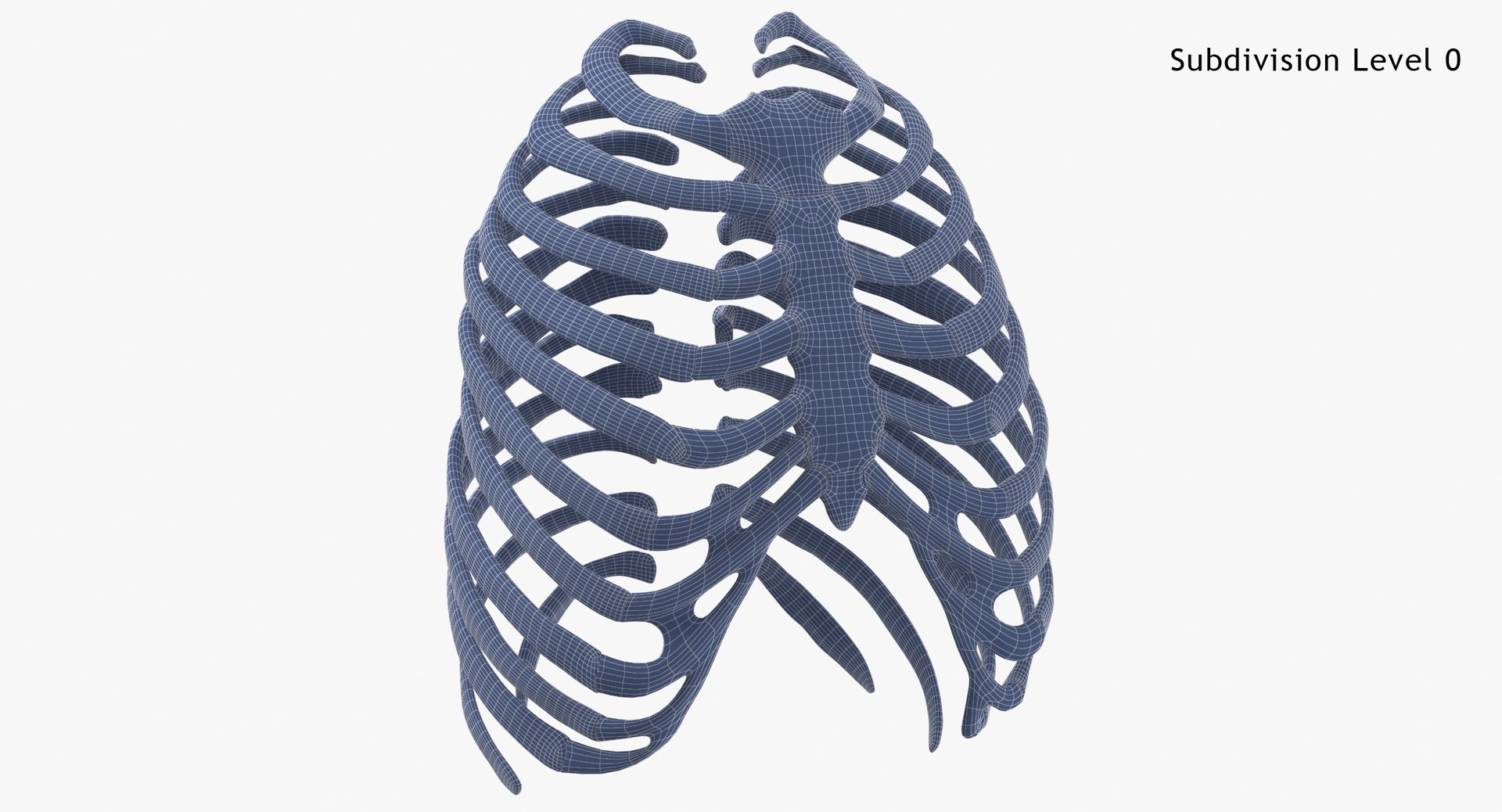 Human Rib Thoracic Cages White and Yellow Collection 01 - 2 models 3D ...