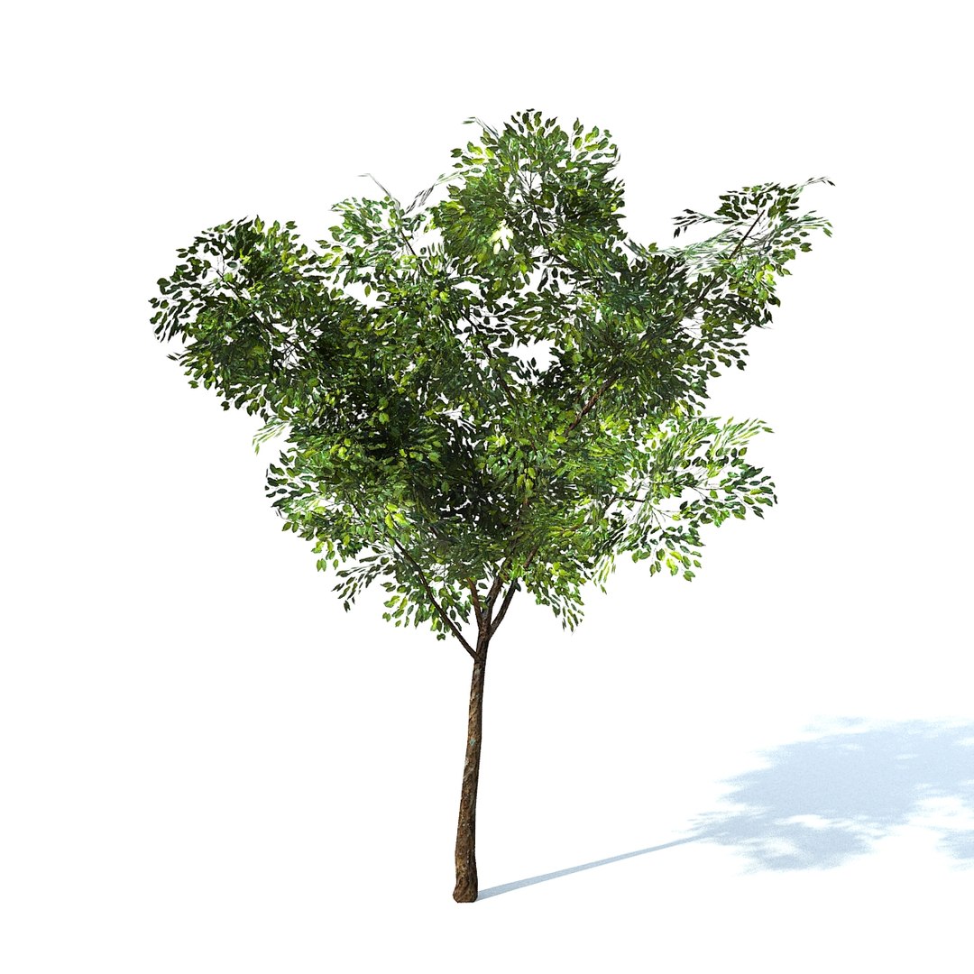 3d Model Ficus Tree