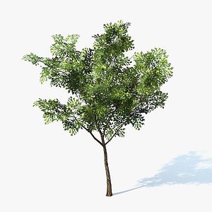 Ficus Tree Low Poly