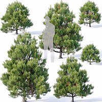 Pinus sylvestris Nr4 H80cm-300cm V2 Seven tree set
