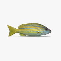 Blueline Snapper