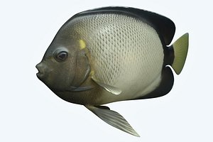 angle fish 15 3D model