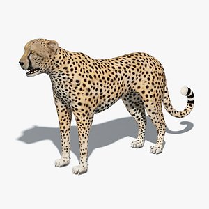 Cheetah