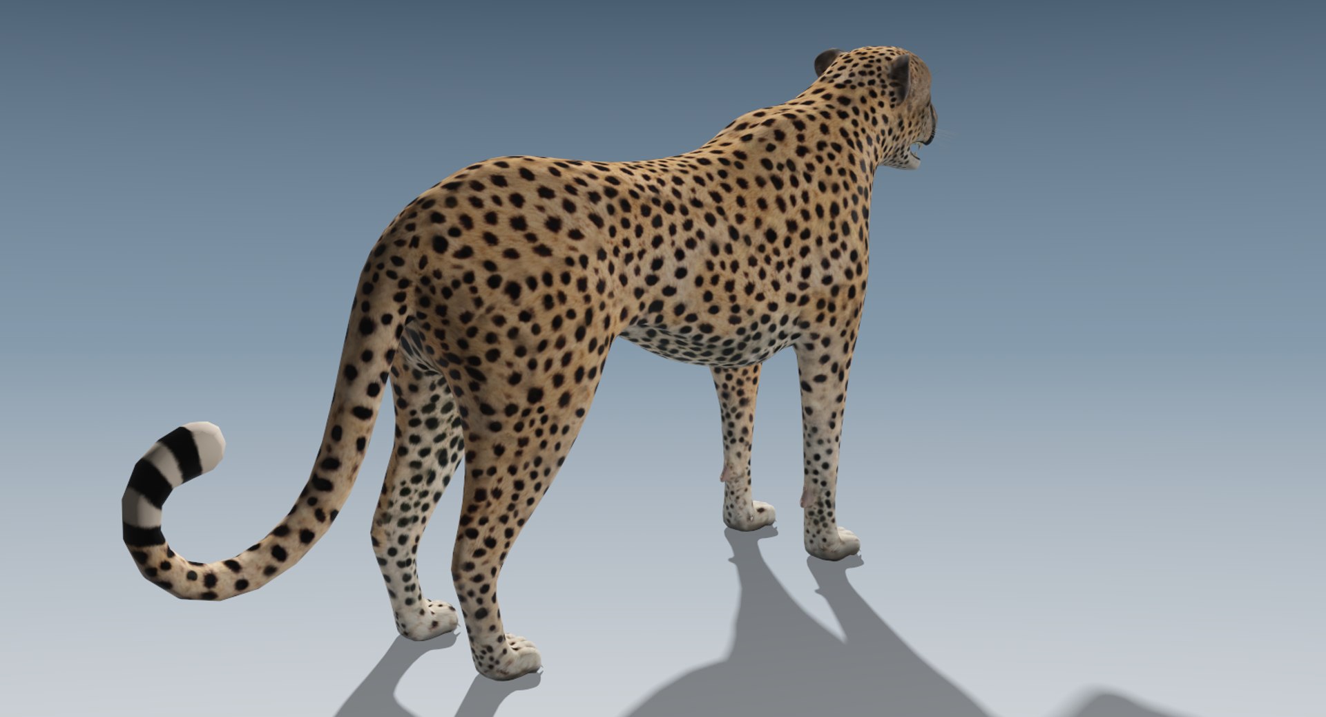 cheetah v-ray animation 3d obj https://p.turbosquid.com/ts-thumb/qC/At6cPe/VsHtbNvv/cheetah3/png/1488775148/1920x1080/fit_q87/ee9b53ffe83c873dd7f57e370f7233bf8afa885a/cheetah3.jpg