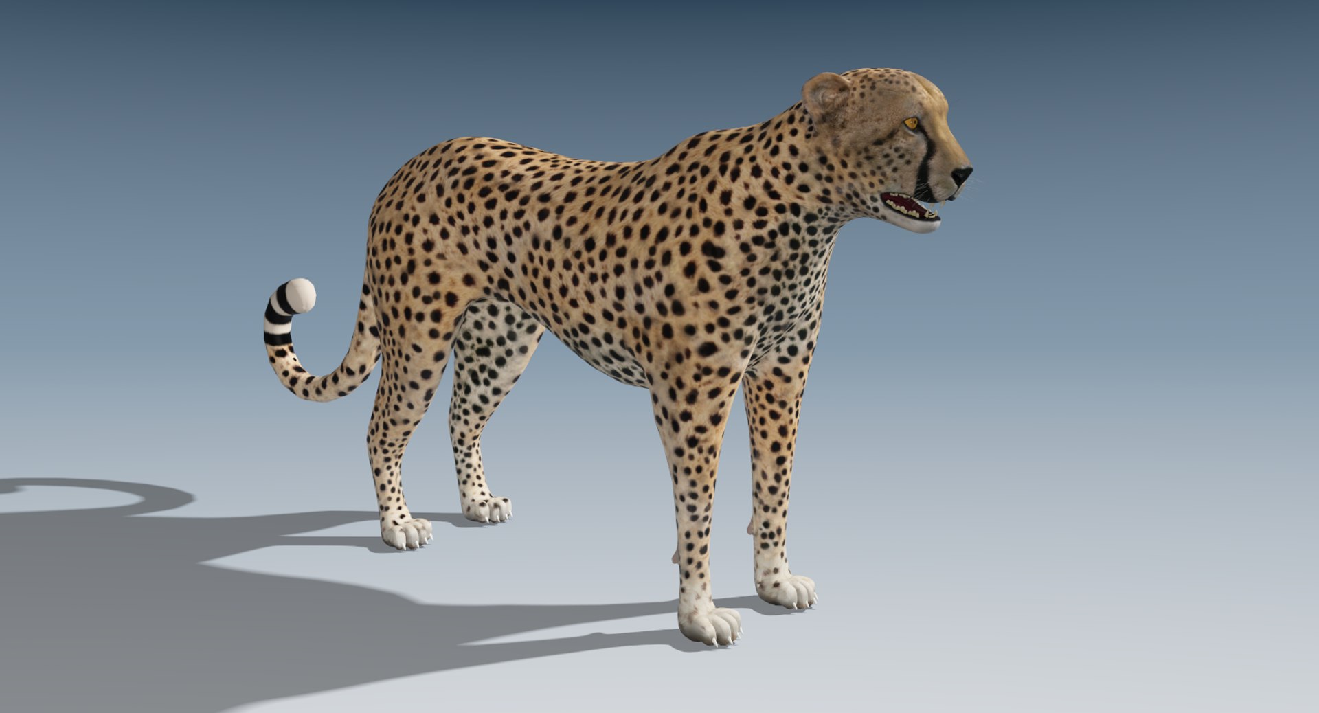 cheetah v-ray animation 3d obj https://p.turbosquid.com/ts-thumb/qC/At6cPe/fO8oj871/cheetah2/png/1488775016/1920x1080/fit_q87/b3d36a2e725f9b7db37dd14f1c819535dfac18f9/cheetah2.jpg