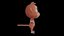 Asset - Modèle 3D de dessin animé - Animal - Singe - Rig