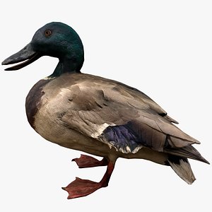 Mallard Duck Bird 3D model